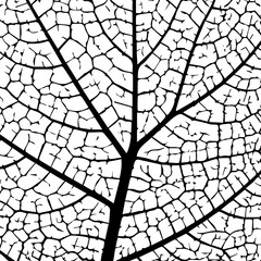 Leaf vein texture. Skeleton leafs pattern. Plant structure. Cells veins leaves. Green tree leave. Black detailed cell isolated on white background. Abstract nature line close-up. Illustration vector