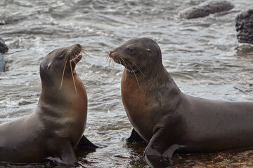 Naklejka premium Galápagos Locals. A typical afternoon on San Cristóbal Island. These playful sea lions are never shy about sharing their home with those who visit.