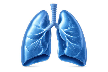 Human respiratory system showing bronchi and trachea, detailed healthy lungs illustration, transparent background