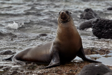 Obraz premium Galápagos Locals. A typical afternoon on San Cristóbal Island. These playful sea lions are never shy about sharing their home with those who visit.