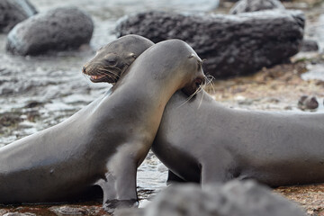 Gal&aacute;pagos Locals. A typical afternoon on San Crist&oacute;bal Island. These playful sea lions are never shy about sharing their home with those who visit.