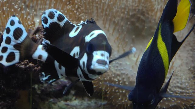 Close up of a harlequin sweetlips fish spitting out rocks underwater