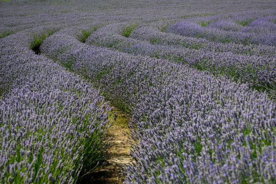 field of lavender 2