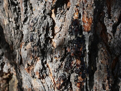 Sap Oozing from Ponderosa Pine Tree Bark in Winter, Colorado