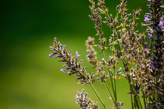 lavenders