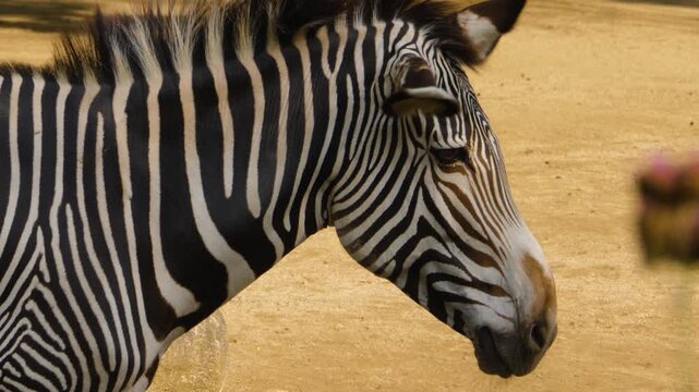 Close up of a zebra head standing and looking around on a sunny day