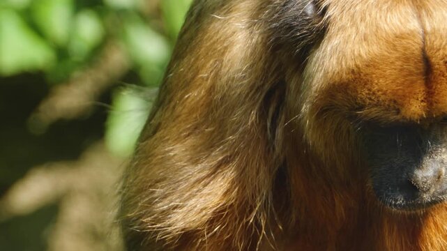 Close up of a howler monkey head looking around on  a sunny day