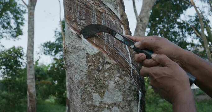 Asian man hand harvest para rubber in tree forest agricultural industry
