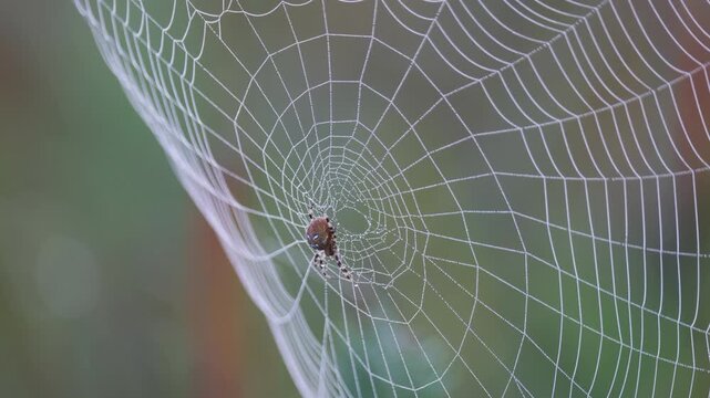 Large spider web on grass close up
