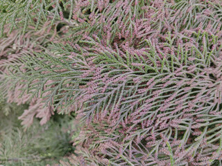 close-up branch Scale-like needles, A detailed shot of a coniferous branch with scales, which has an unusual two-tone color