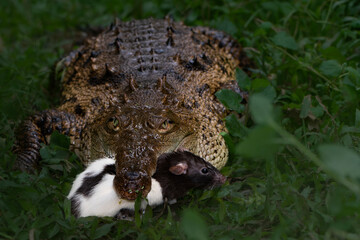 Obraz premium Crocodile hunting prey close up on dark background