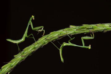 Green praying mantis perched on plant stem on dark background
