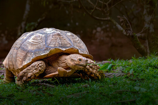 African spurred tortoise walking in natural environment close up