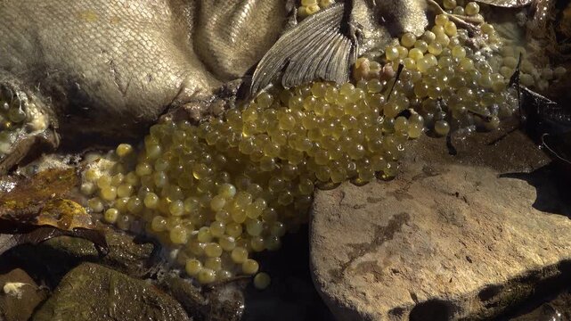 A close-up of maggots eating a dead Salmon with her eggs beside her in a rocky stream during the fall Salmon run.