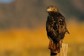 00792-00511 Red-tailed Hawk (Buteo jamaicensis) dark phase on fence post   CO