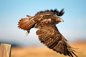 00792-006.01 Red-tailed Hawk (Buteo jamaicensis) dark phase flying from fence post   CO
