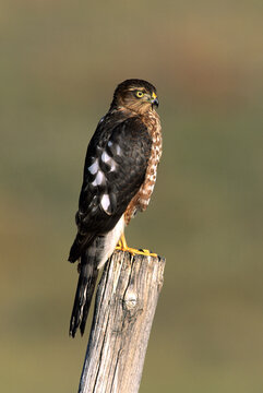 00787-001.14 Sharp-shinned Hawk (Accipiter striatus) immature female on fence post   CO
