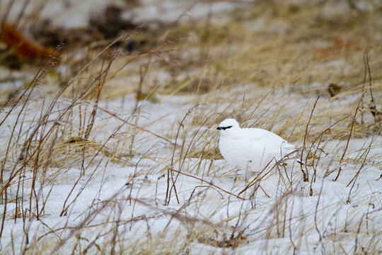 00841-00106 Rock Ptarmigan (Lagopus mutus) Churchill Wildlife Management Area, Churchill, MB Canada