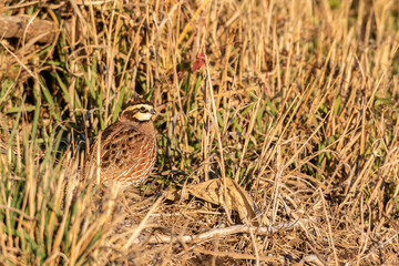 Obraz premium 00849-01712 Northern Bobwhite (Colinus virginianus) male Marion Co. IL