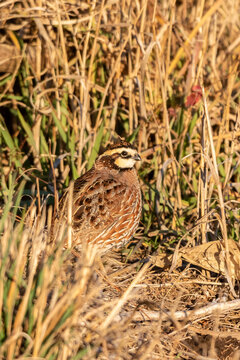 00849-01714 Northern Bobwhite (Colinus virginianus) male Marion Co. IL