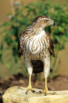 00784-00205 Cooper's Hawk (Accipiter cooperii) immature  Starr Co. TX