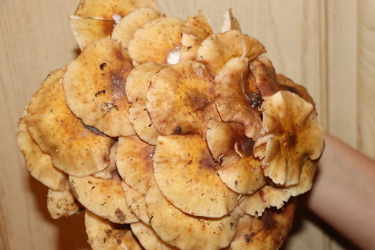 A dense cluster of fresh wild honey mushrooms (Armillaria mellea) held against a light wooden background. The image shows the golden-brown caps and white gills of the fungi, captured after a forest ha