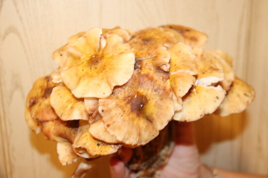 A dense cluster of fresh wild honey mushrooms (Armillaria mellea) held against a light wooden background. The image shows the golden-brown caps and white gills of the fungi, captured after a forest ha