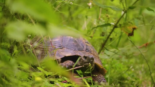 A close-up shot of a wild Spur-thighed Tortoise (Testudo graeca), also known as the Greek Tortoise, slowly moving and foraging through tall, green vegetation in its natural habitat.