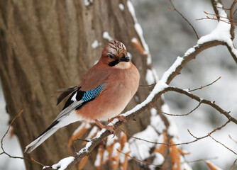 Eurasian jay, Garrulus glandarius perched on a snow-covered branch in Stromovka park, Prague, during winter, capturing a calm moment of urban wildlife in a natural city environment.