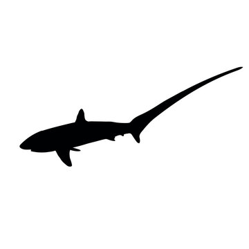 Thresher Shark 2 Vector Silhoutte Black Icon - Editable EPS