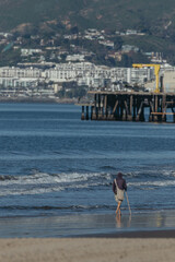 People having fun at the beach