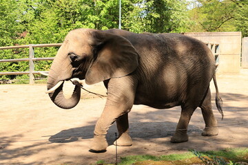 Sonniger Fr&uuml;hlingstag im Wuppertaler Zoo