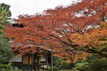 青蓮院　霧島の庭のモミジ(京都市東山区)