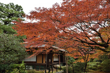 青蓮院　霧島の庭のモミジ(京都市東山区)
