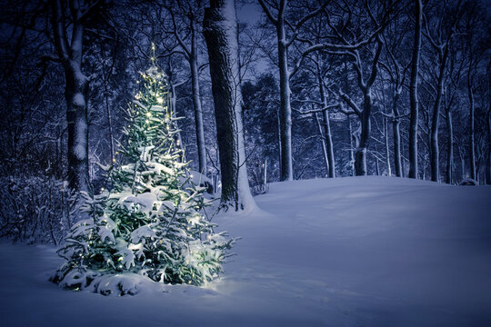 christmas tree in the snow