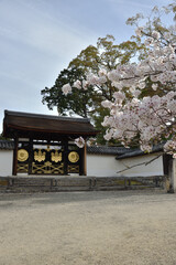 世界遺産醍醐寺　三宝院唐門とさくら(京都市伏見区)
