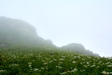 White flowers emerge from green grass through morning fog, creating ethereal delicate natural pattern.
