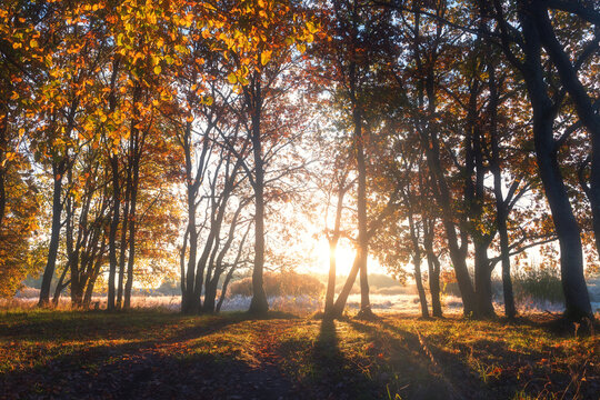Sunrise in an autumn wilderness. A powerful sunstar glows through the trees, backlighting golden leaves and casting long rays over meadow.