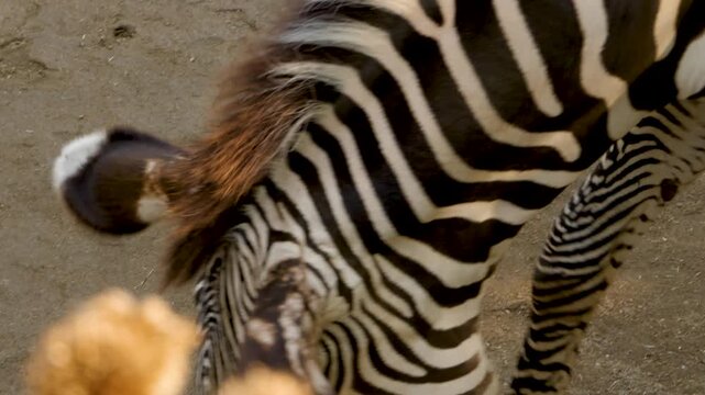 Close up of a zebra head standing and looking around on a sunny day