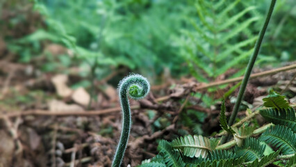 Green fern leaf in deep forest. Nature aesthetic background.