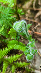 Green fern leaf in deep forest. Nature aesthetic background.