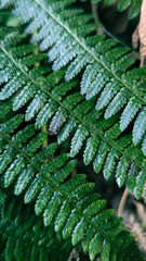 Green fern leaf in deep forest. Nature aesthetic background.