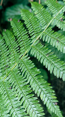 Green fern leaf in deep forest. Nature aesthetic background.