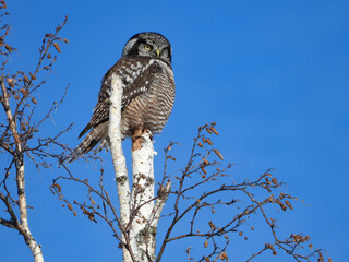 Obraz premium Northern Hawk Owl scoping out the harsh winter landscape for her next meal