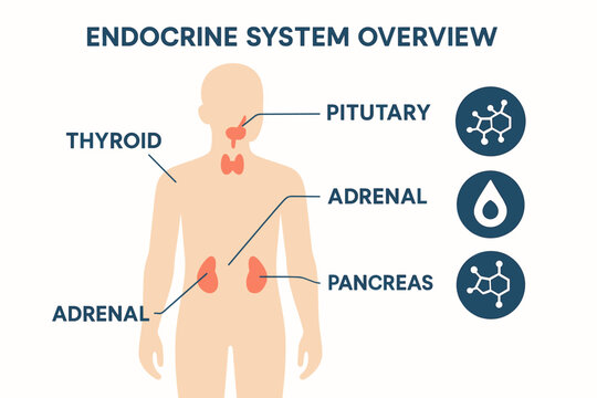 Human endocrine system diagram highlighting thyroid adrenal pancreas pituitary
