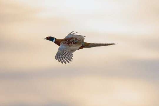 Ring Necked pheasant in flight