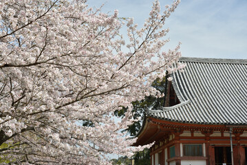 春の醍醐寺　サクラと金堂(京都市伏見区)