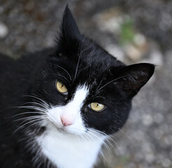 Domestic beautiful black and white cat staring in to the camera.