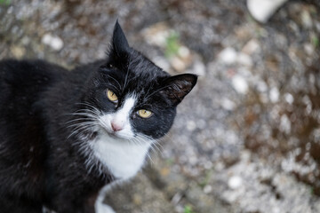 A beautiful portrait of an adorable black and white domestic cat with fluffy fur and striking green eyes looking at the camera