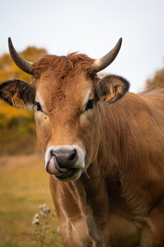 Vachement belle langue